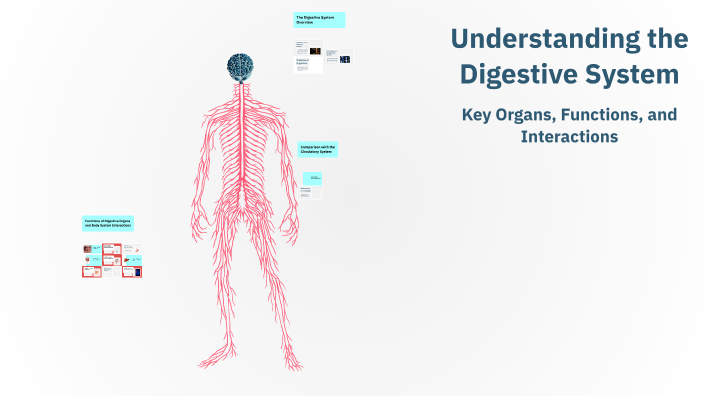 Understanding the Digestive System by Ahmed Mohsen on Prezi