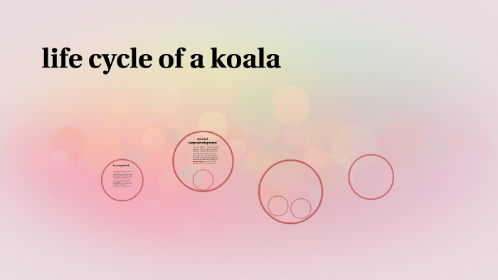 life cycle of a koala by erin mcdonald on Prezi