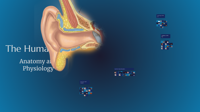 The Human Eye by Omar AL Shazli on Prezi