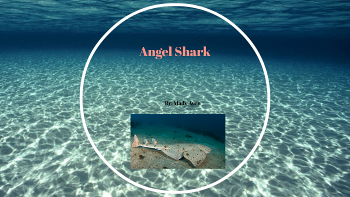 Angel Shark by Mady Ayen on Prezi