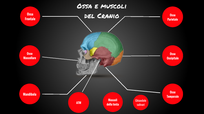 protocollo muscoli e ossa del cranio by gabriele pinto on Prezi Next