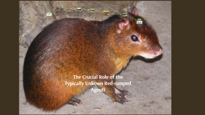 red rumped agouti facts