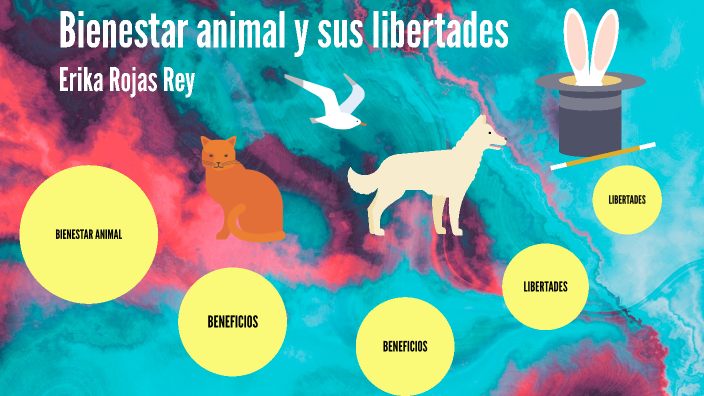 Bienestar Animal Y Sus Libertades By Valentina Martínez On Prezi