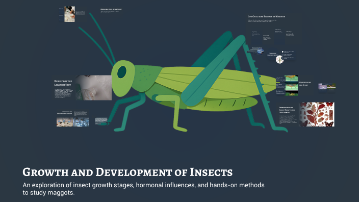 Growth and Development of Insects by Talita Aljun on Prezi