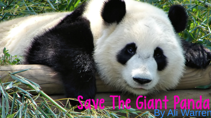 Save The Giant Panda by Ali Warren