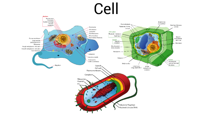 Cell by Christopher Ryan on Prezi