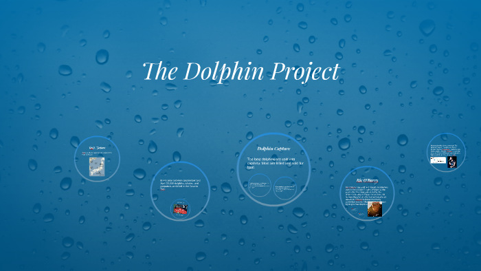 The Dolphin Project by Aubrey Goodwin on Prezi