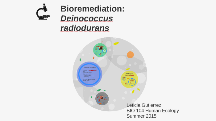 Bioremediation: Deinococcus radiodurans by Leticia Gutierrez