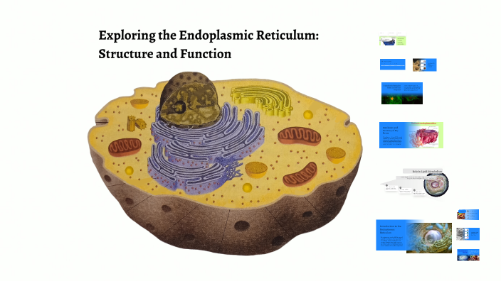 Exploring the Endoplasmic Reticulum: Structure and Function by TIENSHI ...