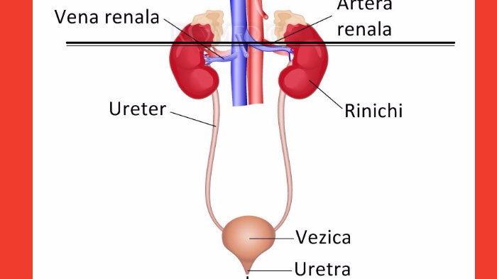 sistemul urinar boli rectale și prostatita
