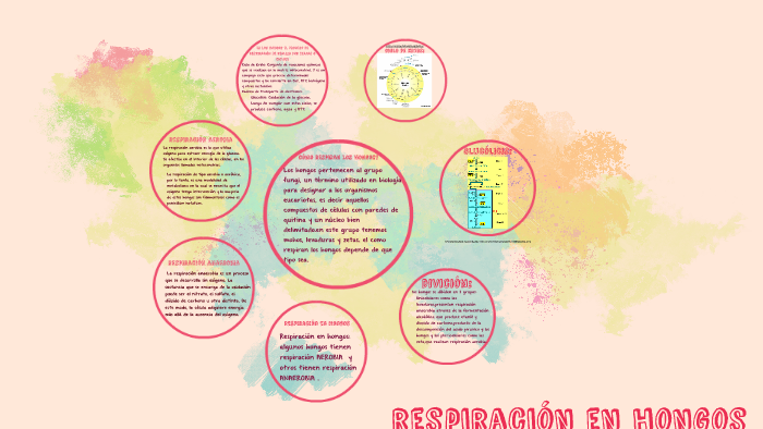 respiracion en hongos by maria paula losada moreno on Prezi