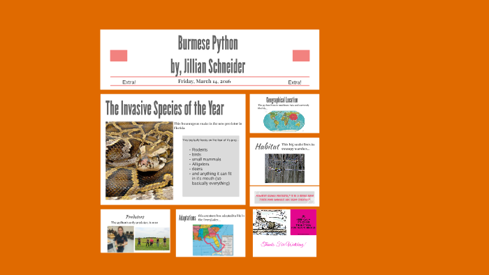 Burmese Python: The Invasive Species by jillian s on Prezi
