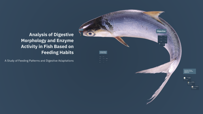 Analysis of Digestive Morphology and Enzyme Activity in Fish Based on ...