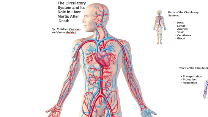 The Circulatory System and Its Role in Liver Mortis After De by Emma ...