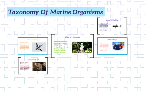 Taxonomy Of Marine Organisms by Morgan Miller on Prezi