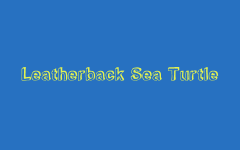 Leatherback Sea Turtle by Leah McCormack on Prezi
