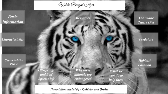 5 things to know about the white tiger