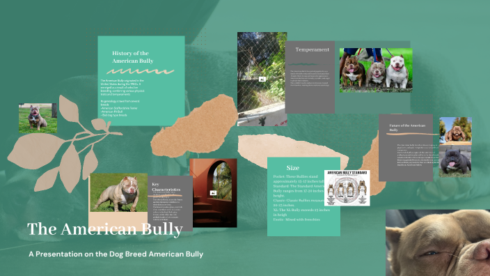 The American Bully by Bob Barker on Prezi