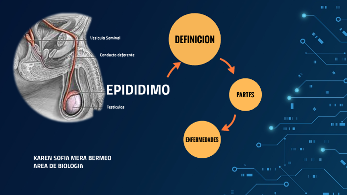 Reproduccion Masculina El Epididimo By Sandra Milena Bermeo Rodriguez