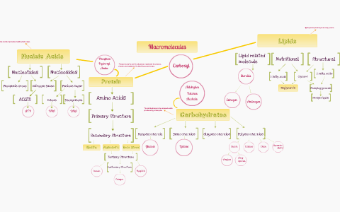 Mind Map by Kaitlynn Norris on Prezi