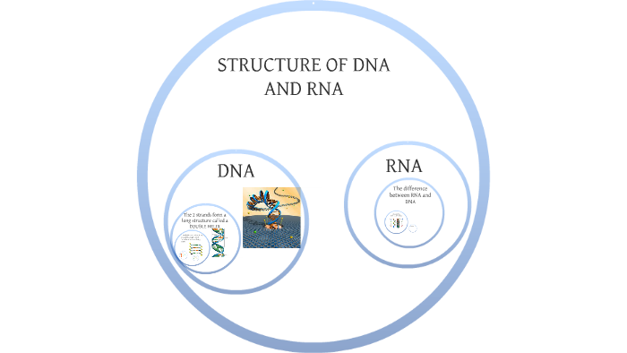 DNA Structure by Chris Mann on Prezi