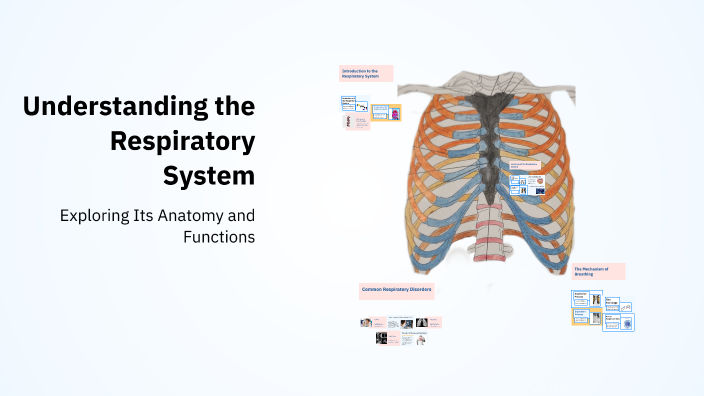 Understanding the Respiratory System by Terri Johns on Prezi