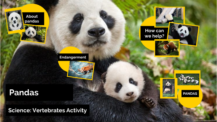 Panda- Science Vertebrates activity by Elysia Jones on Prezi