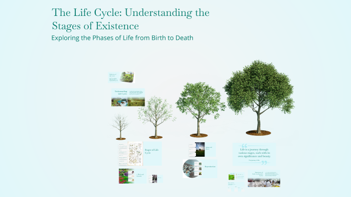 The Life Cycle: Understanding the Stages of Existence by Badarch ...