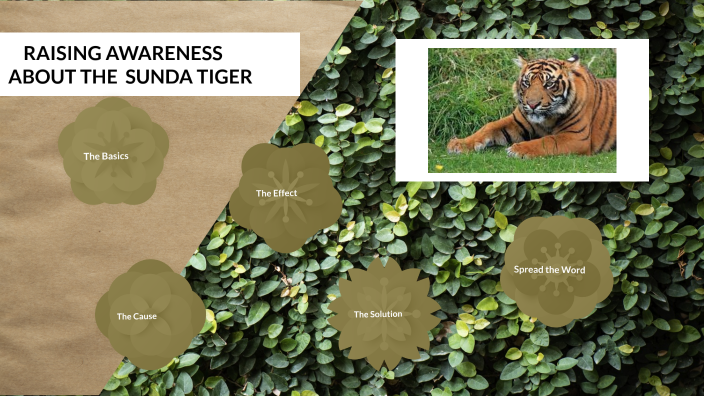 Tiger Food Web