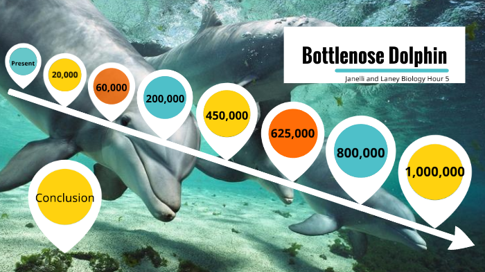 Bottlenose Dolphin by Janelli Gonzalez on Prezi