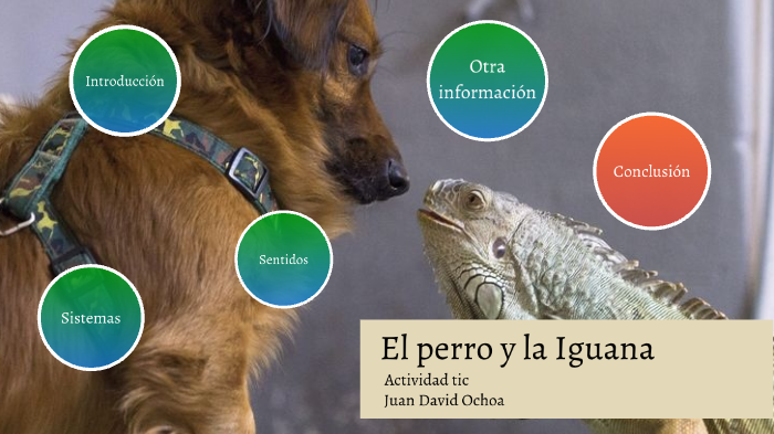 son iguanas como perros