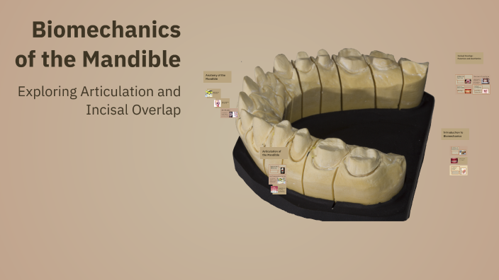 Biofunctional Dynamic Mandibular Biomechanics of the Mandible by Demir Aliev on Prezi