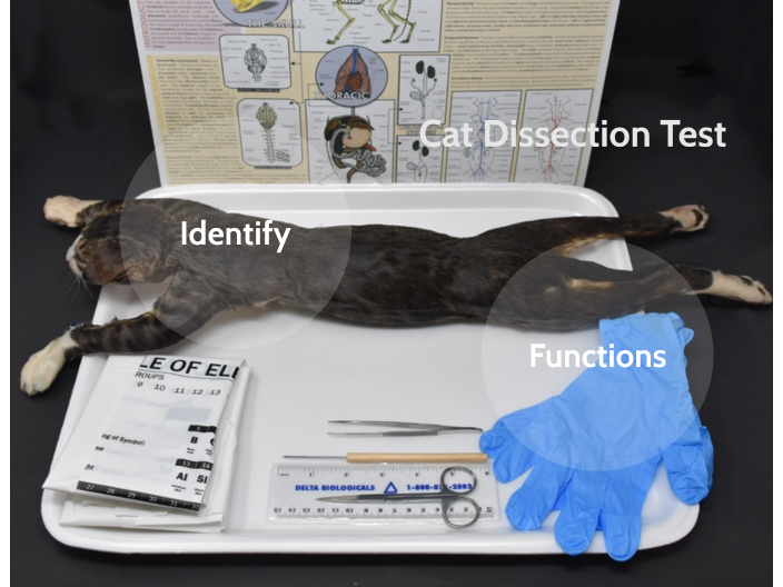 Cat Dissection Quiz by Paige Diels on Prezi