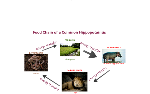 Food Chain of a Common Hippopotamus by grace lange on Prezi