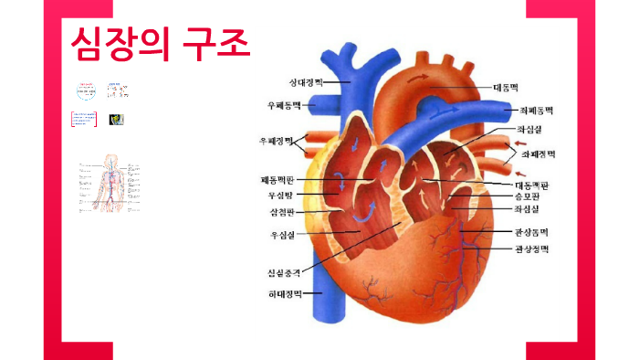 2-01.심장의 구조와 기능 by 김성 보 on Prezi