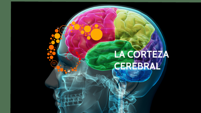 La Corteza Cerebral By Salome Velasco On Prezi