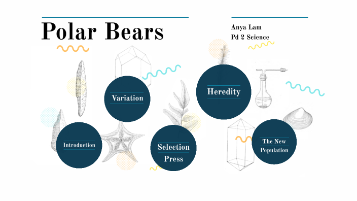 Polar Bears Evolution By ANYA LAM On Prezi