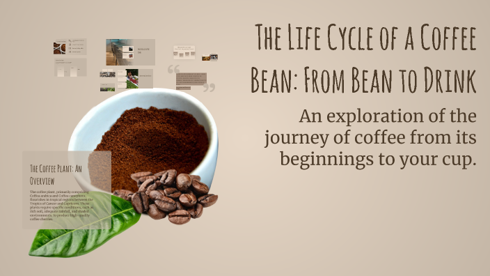 The Life Cycle of a Coffee Bean: From Bean to Drink by Amy Manering on ...