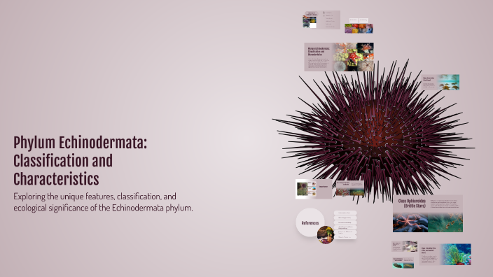 Phylum Echinodermata: Classification and Characteristics by •익명의• on Prezi