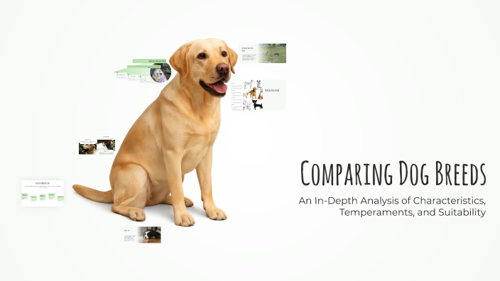 Comparing Dog Breeds by 250Hours on Prezi