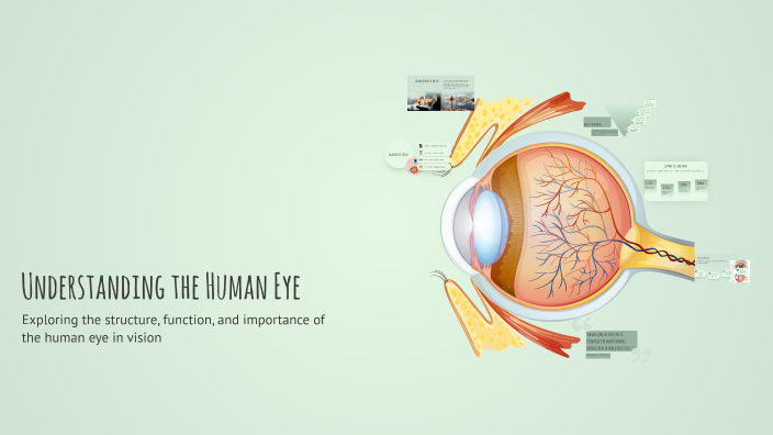 Understanding the Human Eye by Michelle Pineda on Prezi