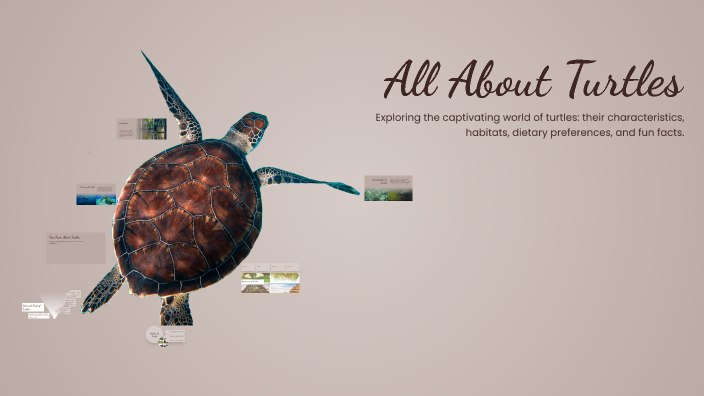 All About Turtles by chachchaya pasarikang on Prezi
