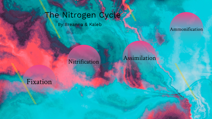Nitrogen Cycle by Breanna Halliburton on Prezi
