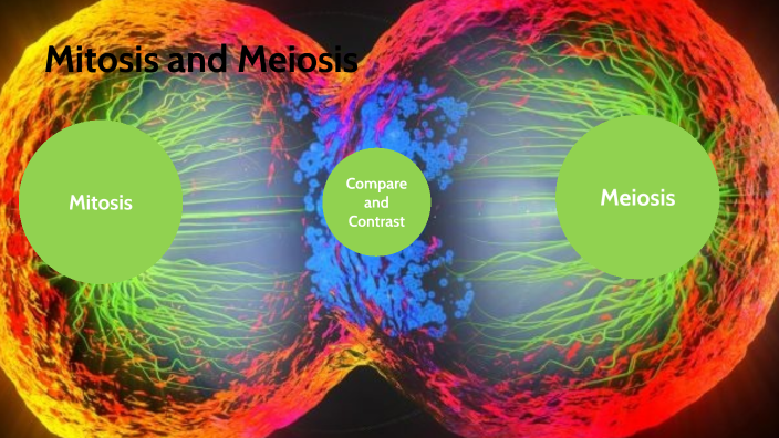 Mitosis and Mieosis by Samarth Belgaonkar on Prezi