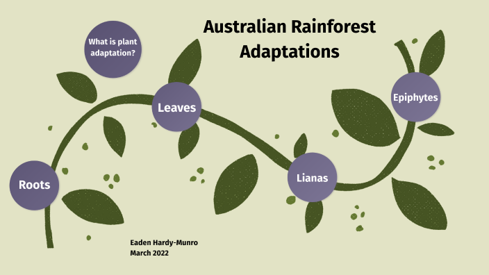 Rainforest Adaptations By Eaden Hardy-Munro On Prezi