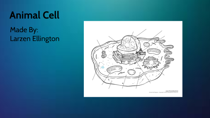 Animal Cell by Larzen Ellington on Prezi