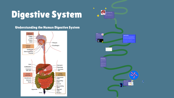 The Digestive System by nicolas dominguez on Prezi