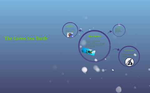 Green Sea Turtle by Josh Wong on Prezi