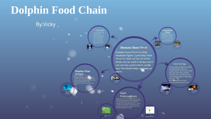 Dolphin Food Chain by Vicky Huang