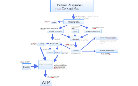 Cellular Respiration Concept Map By Sam Czupich On Prezi Next